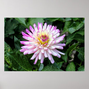 Poster Chrysanthemum, Bute Park, Cardiff, Wales