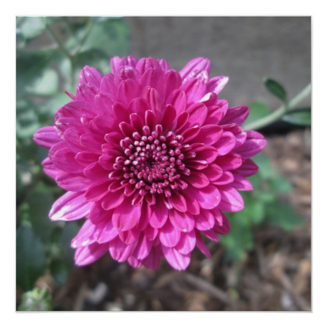 Pôster Chrysanthemum Dark Red Flower (Frente)