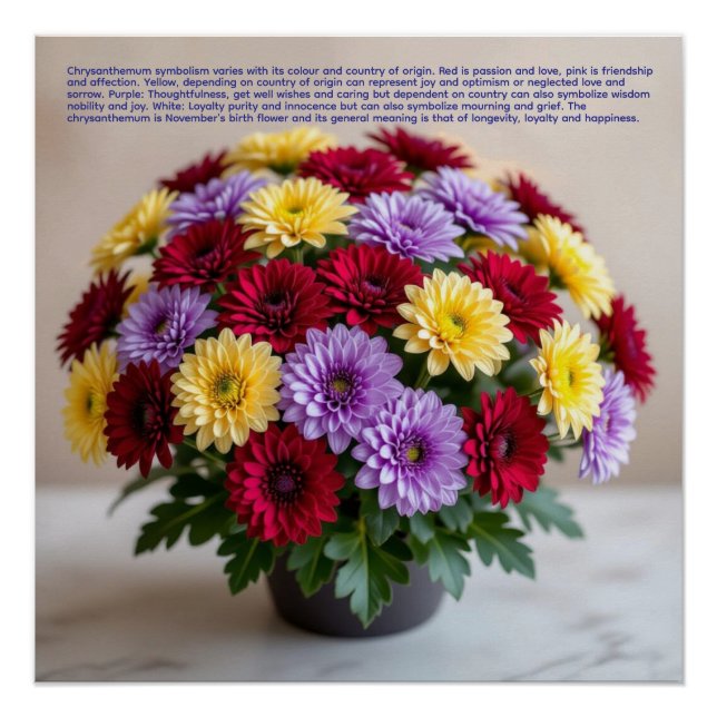 Pôster Chrysanthemum Symbolism (Frente)