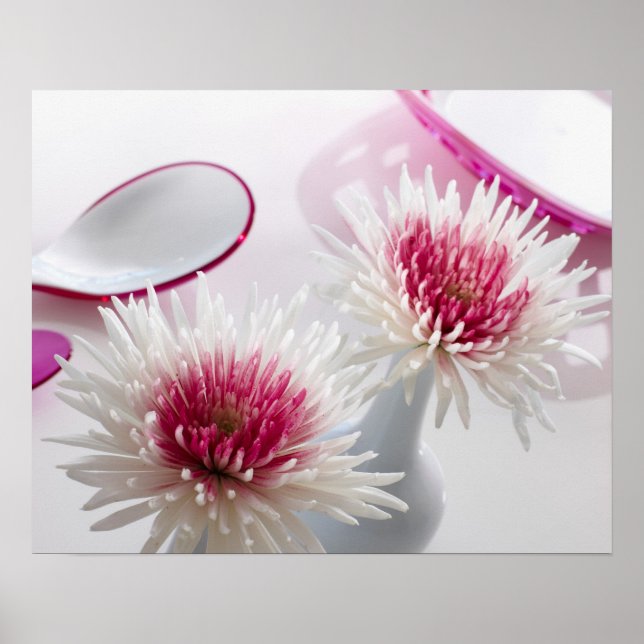 Pôster Chrysanthemums (Frente)