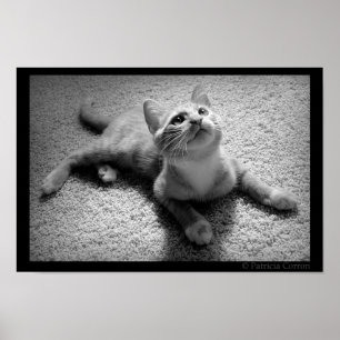 Poster Chugar em Kittenhood