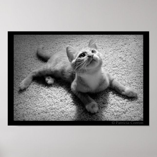 Poster Chugar na Kittenhood (Frente)