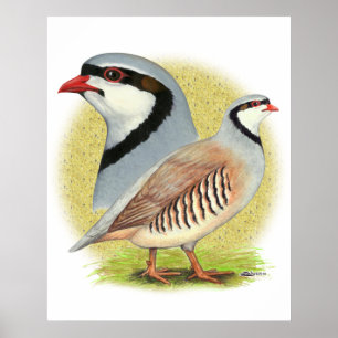 Poster Chukar Partridge Combo