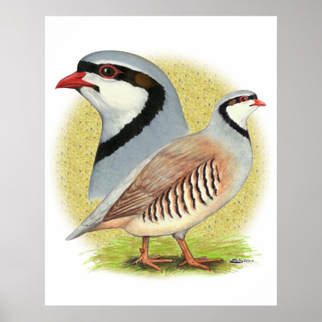 Poster Chukar Partridge Combo (Frente)