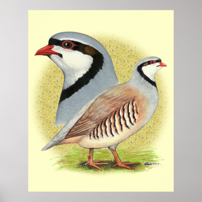 Pôster Chukar Partridge Combo (Frente)