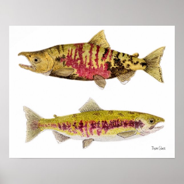 Poster Chum Salmon (Frente)
