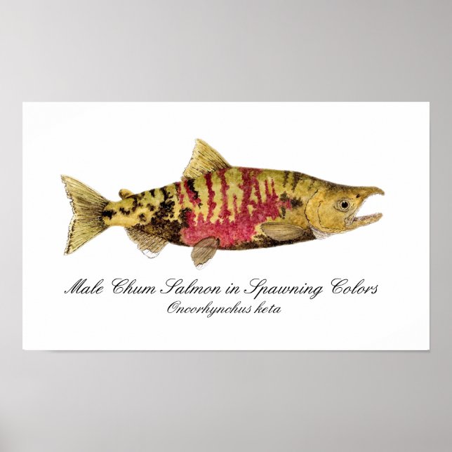 Poster Chum Salmon (Frente)