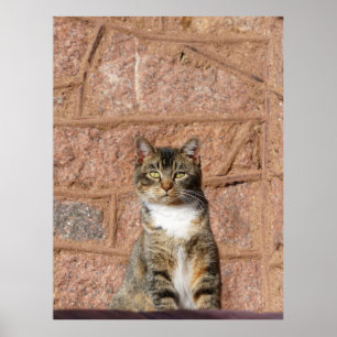 Poster Church Cat