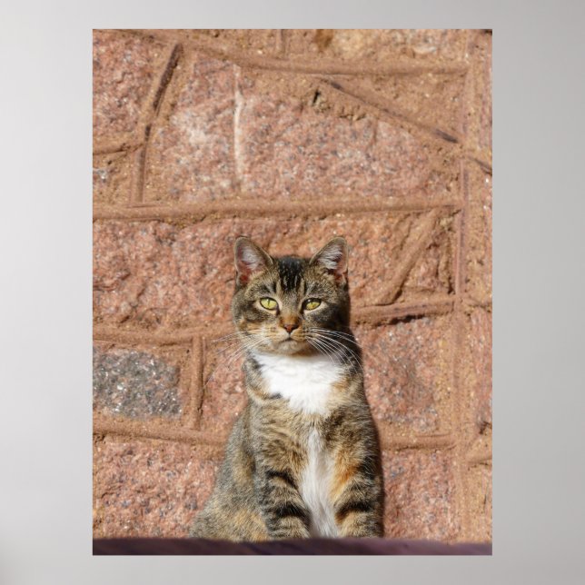 Poster Church Cat (Frente)