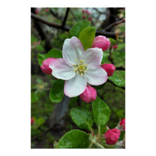 Pôster Chuva cai em flor pequena