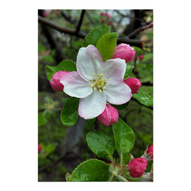 Pôster Chuva cai em flor pequena (Frente)