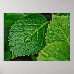 Poster Chuva chuva gota d'água folhas molhadas