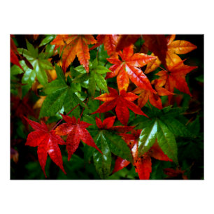 Pôster Chuva do outono