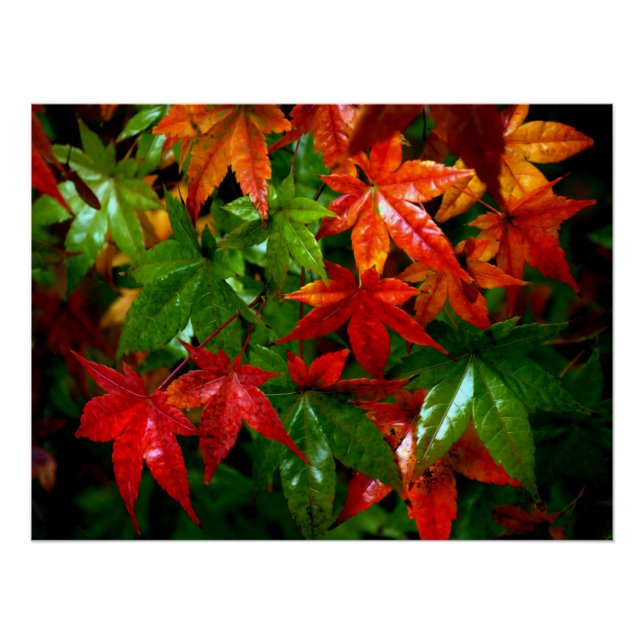 Pôster Chuva do outono (Frente)