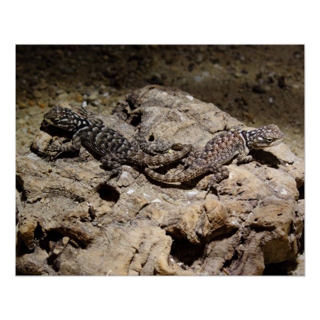 Pôster Cianogenys celoporus (Frente)