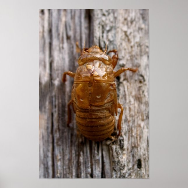 Poster Cicada (Frente)