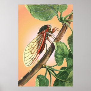 Poster Cicada