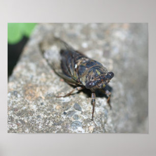 Pôster Cicada Acima Próximo Inseto