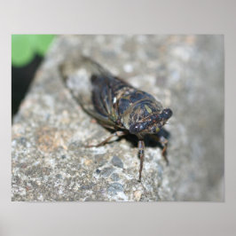 Pôster Cicada Inseto Acima Próximo Inseto