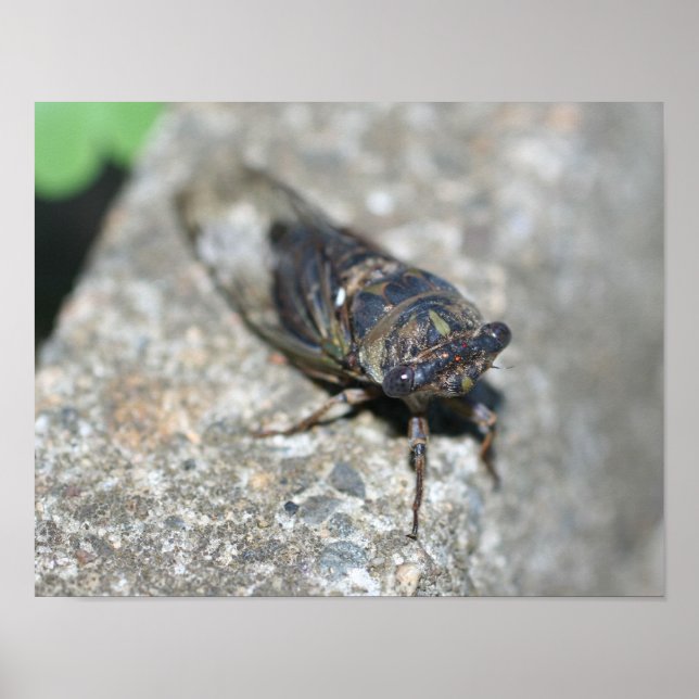 Pôster Cicada Inseto Acima Próximo Inseto (Frente)