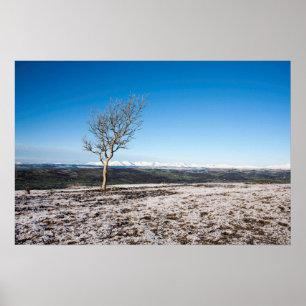 Poster Cicatriz de Árvore Velho Homem de Coniston