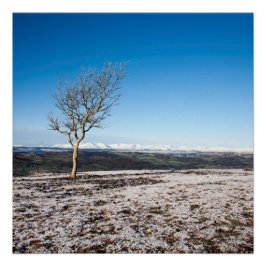 Pôster Cicatriz de Árvore Velho Homem de Coniston