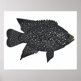 Poster Cichlib de diamante preto