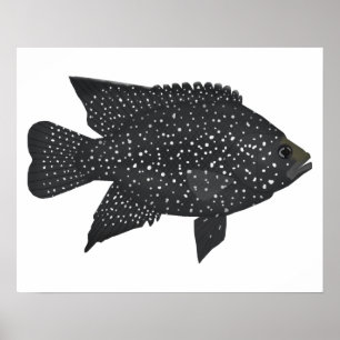 Poster Cichlib de diamante preto