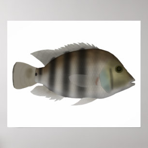 Poster Cichlid