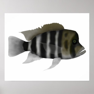 Poster Cichlid Humphead
