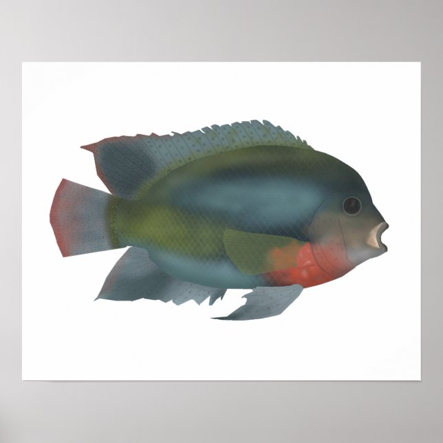 Poster Cichlid Redhead (Frente)