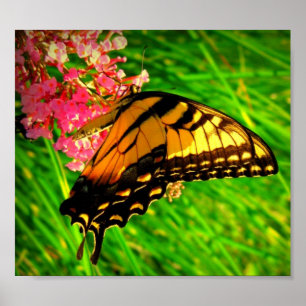 Pôster Ciclo da vida