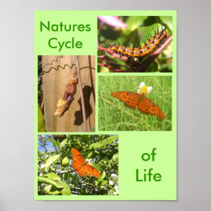 Pôster Ciclo das naturezas da vida