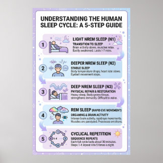Poster Ciclo de Sono Humano: Um Guia Infográfico de 5 Eta
