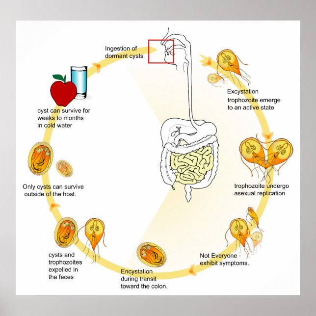 Poster Ciclo de vida do diagrama Parasita Giardia Lamblia (Frente)
