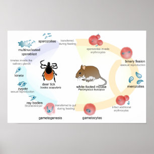 Poster Ciclo de vida do microti de Babesia do diagrama do