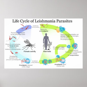 Pôster Ciclo de vida dos parasita do género Leishmaniasi