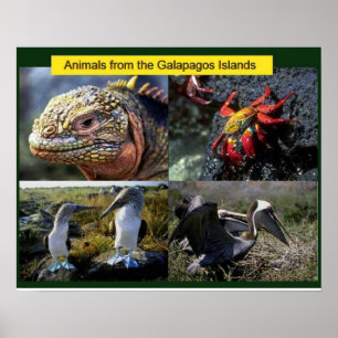 Pôster Ciência, animais dos Galápagos