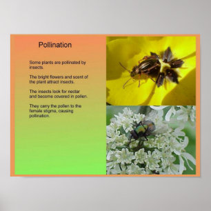 Pôster Ciência, plantas, reprodução, polinização