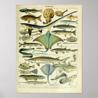 Poster científico dos peixes marinhos vivos
