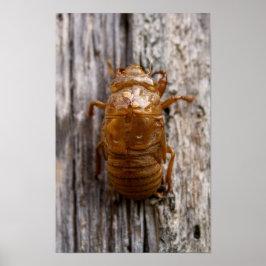 Poster Cigarra