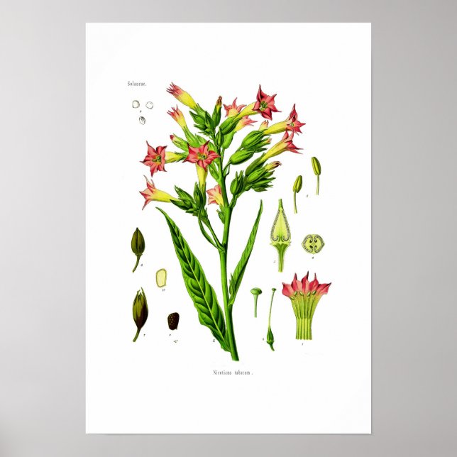 Pôster Cigarro (Frente)