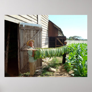Poster Cigarro Que Entra Na Cura De Pinar Do Rio