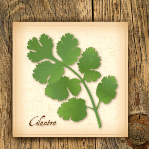 Pôster Cilantro Herb