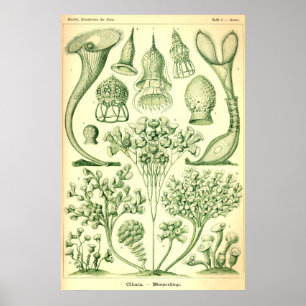 Pôster Ciliata de Ernst Haeckel