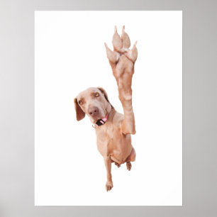 Pôster Cinco altos Weimaraner