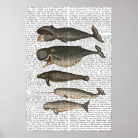 Cinco baleias Vintage