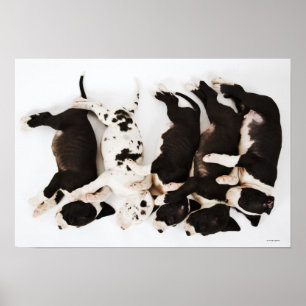 Poster Cinco cachorros de Harlequin Great Dane dormindo