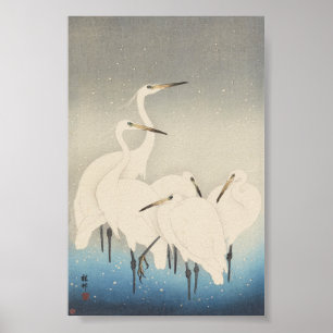 Poster Cinco Egrets brancos