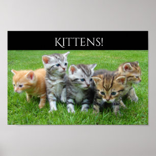 Pôster Cinco gatinhos peluches